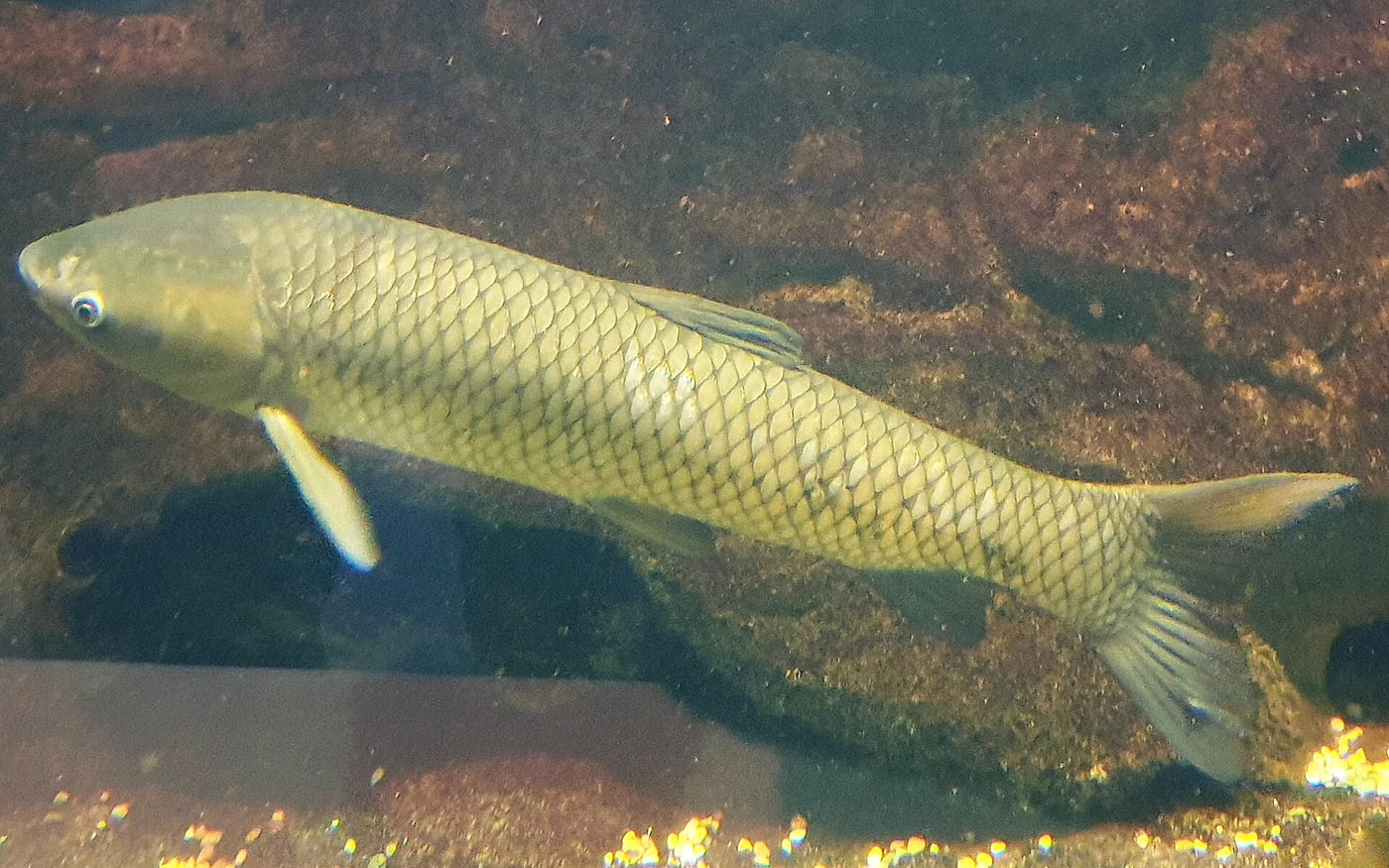 Amur biały