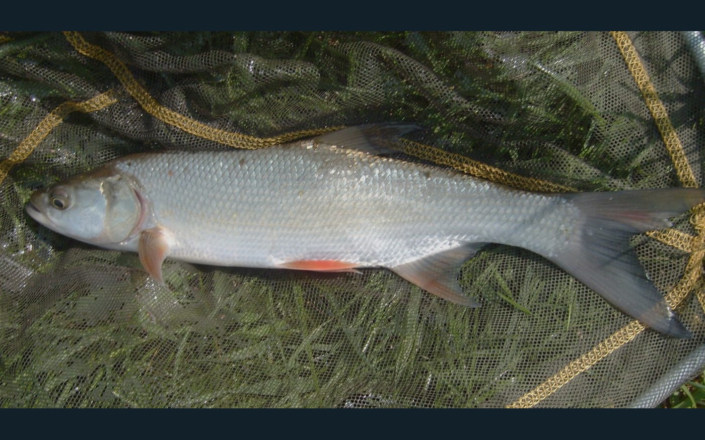 Boleń